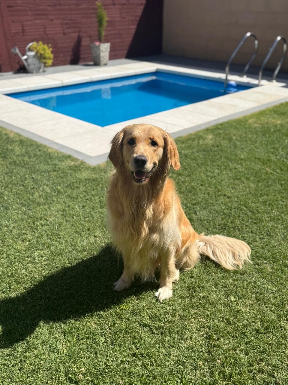 China, la golden retriever que inspiró Manada Sana